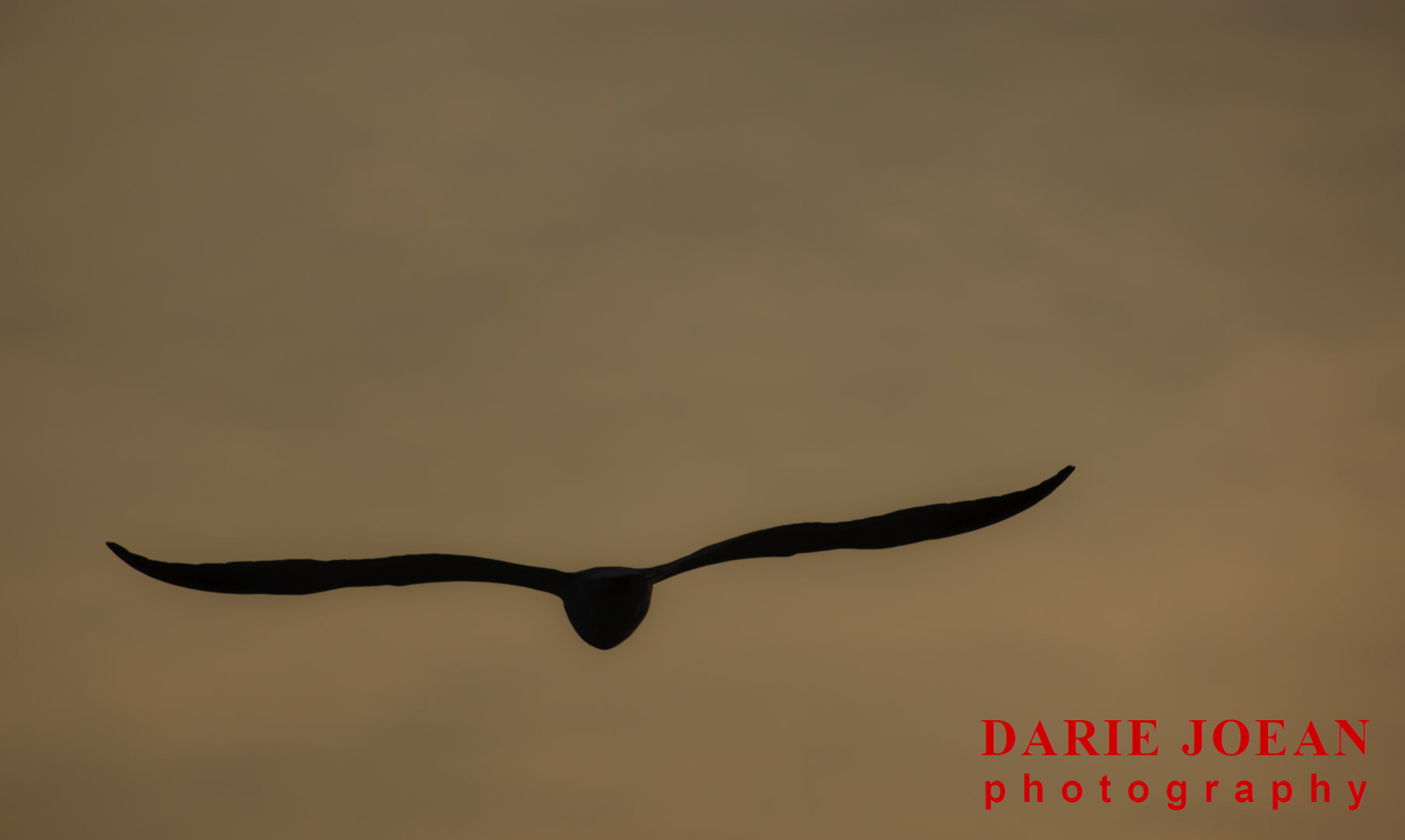 Nikon D50 sample photo. Birds photography