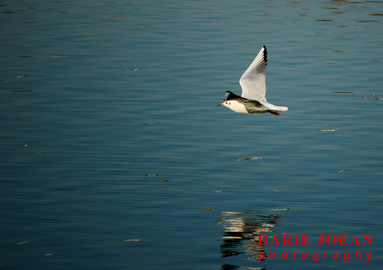 Nikon D50 sample photo. Birds photography