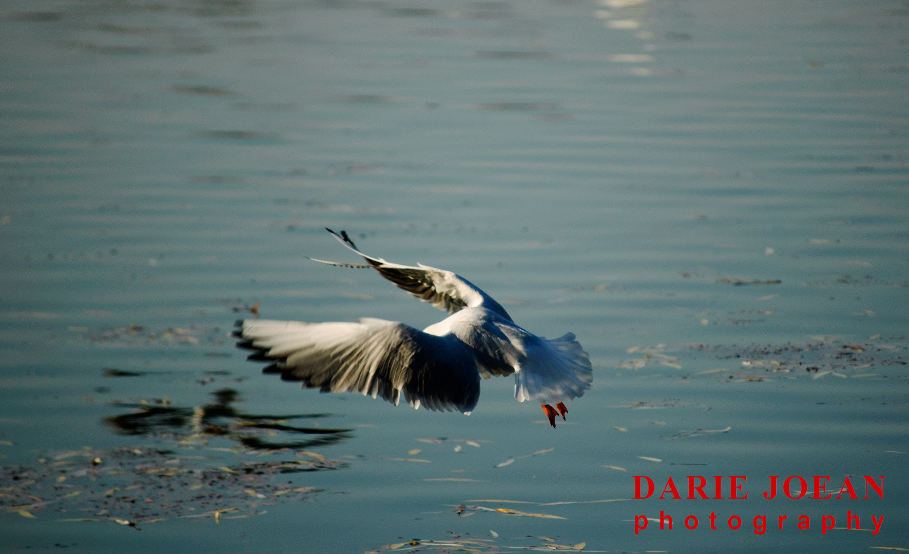 Nikon D50 sample photo. Birds photography
