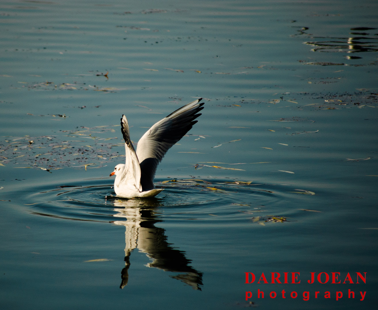 Nikon D50 sample photo. Birds photography