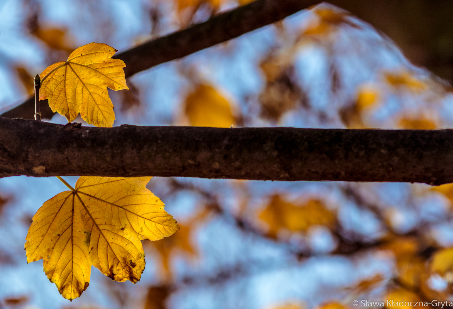 Nikon D7100 + AF Zoom-Nikkor 70-210mm f/4 sample photo. Autumn photography