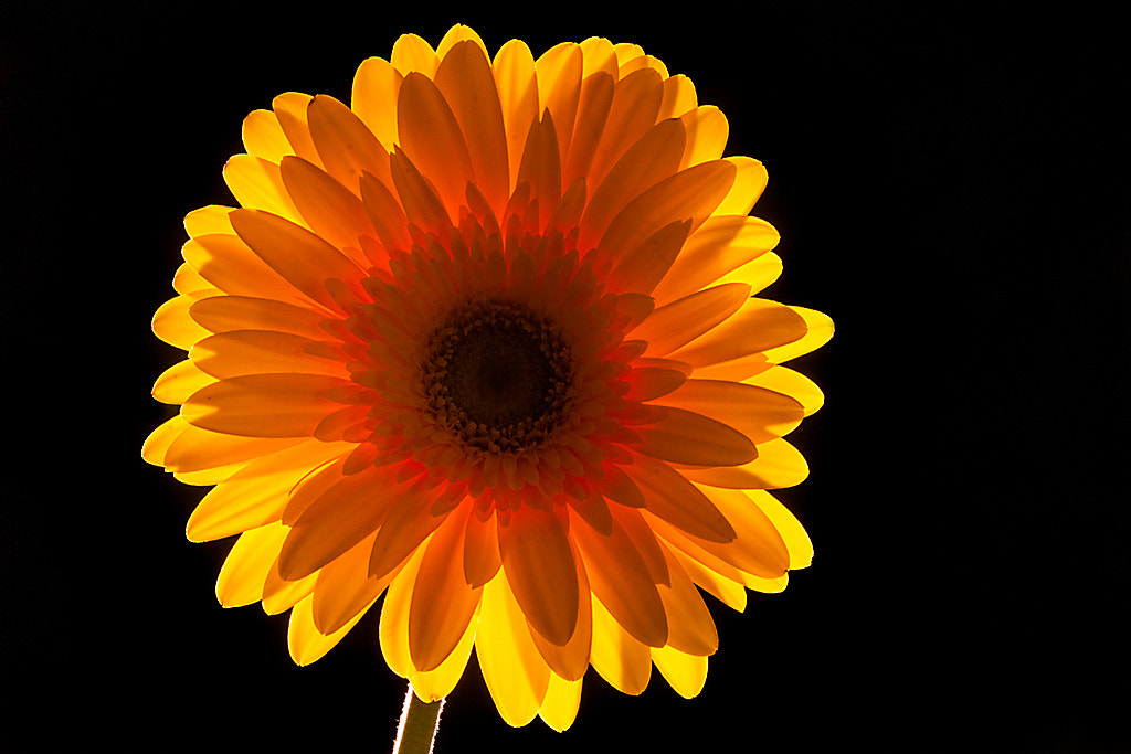 Canon EOS 50D + Canon EF 100mm F2.8 Macro USM sample photo. Glowing gerbera daisy photography