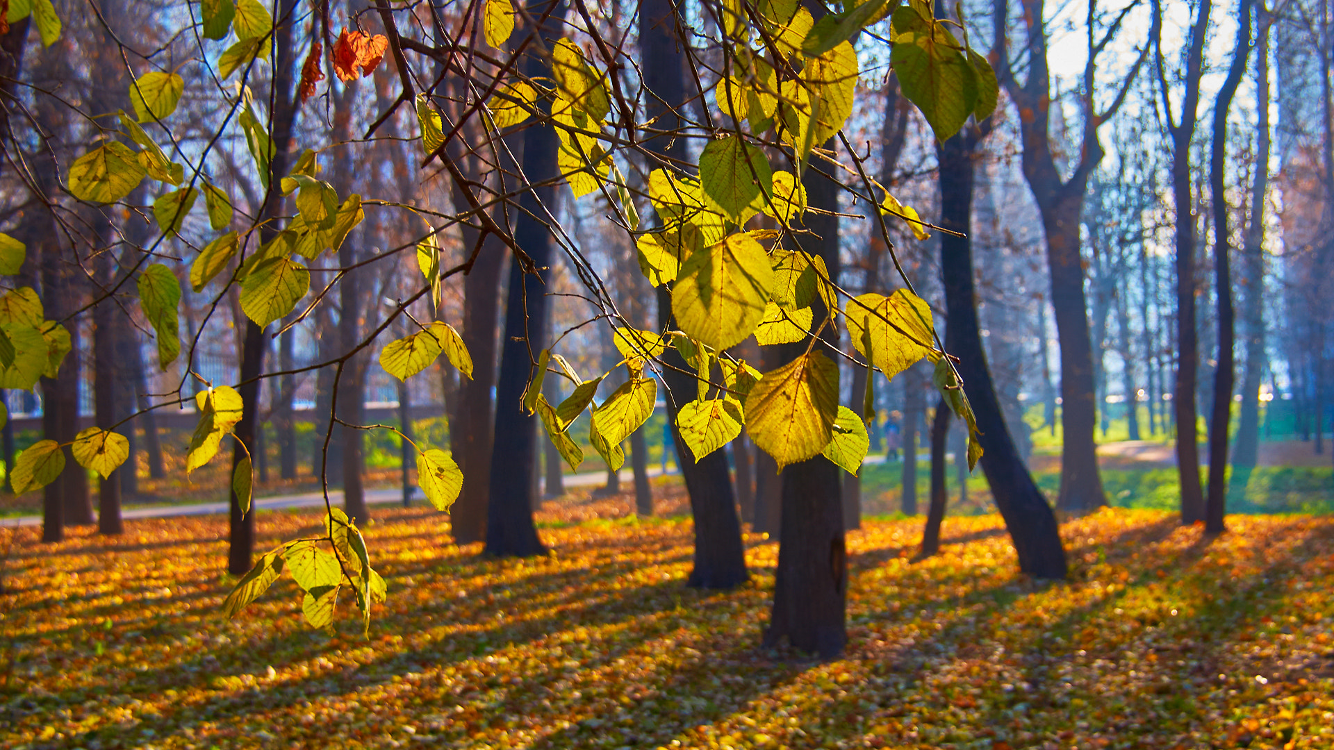 Sony SLT-A35 sample photo. Солнечный день photography