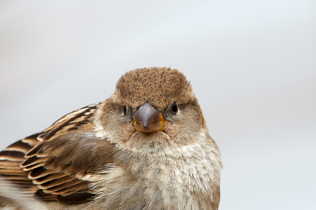 Canon EF 300mm F2.8L IS II USM sample photo. What a look! photography