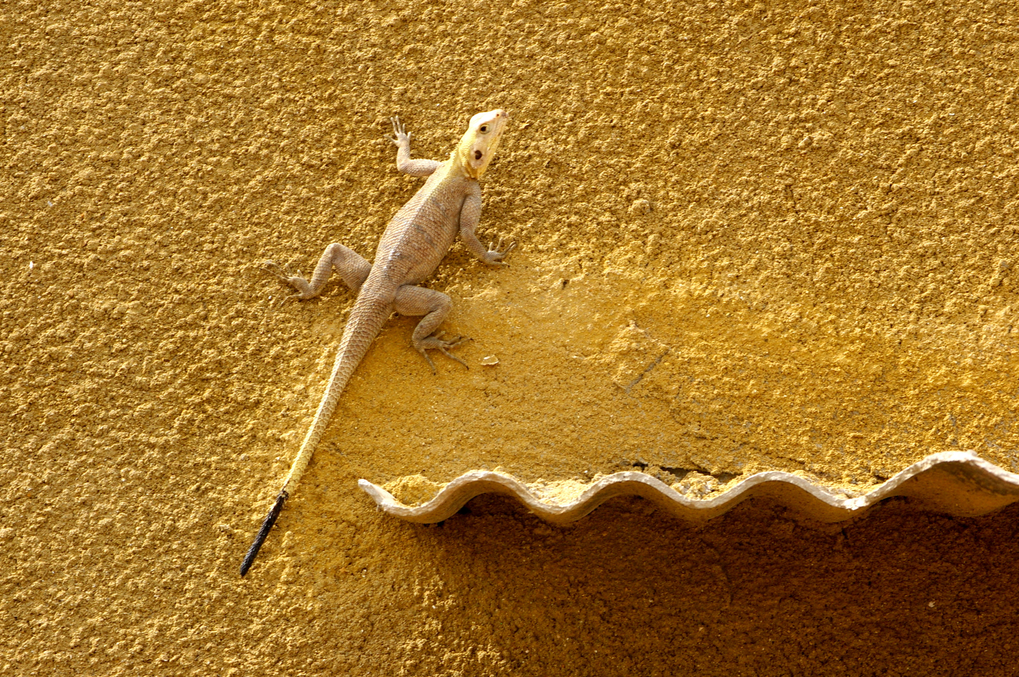 Pentax K100D + Pentax smc DA 50-200mm F4-5.6 ED sample photo. Facade climber photography