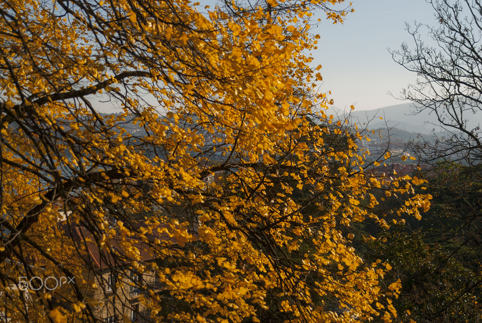 Sigma 24-70mm F2.8 EX DG HSM sample photo. Leaves.jpg photography