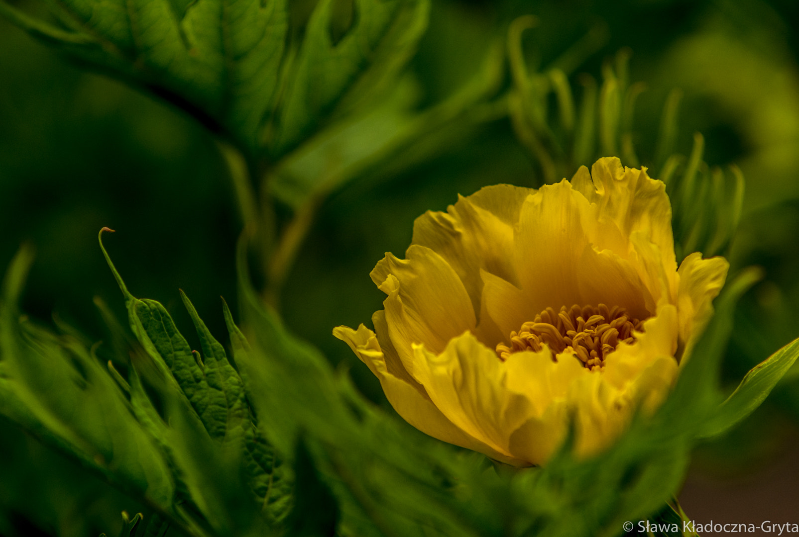 Nikon D7100 + AF Zoom-Nikkor 70-210mm f/4 sample photo. Flower photography