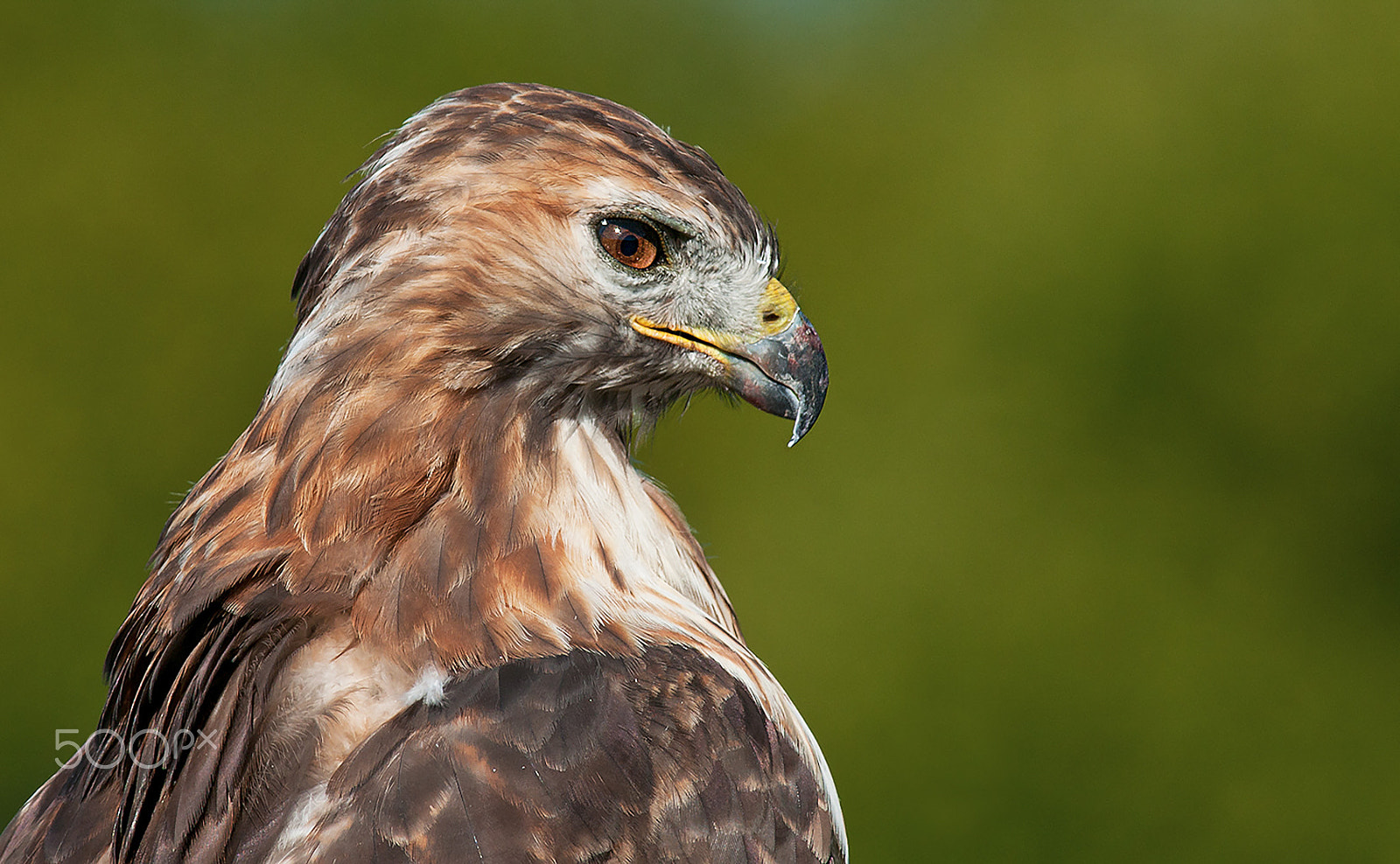 Nikon D300S + Nikon AF-S Nikkor 300mm F2.8G ED-IF VR sample photo. Red tailed hawk photography
