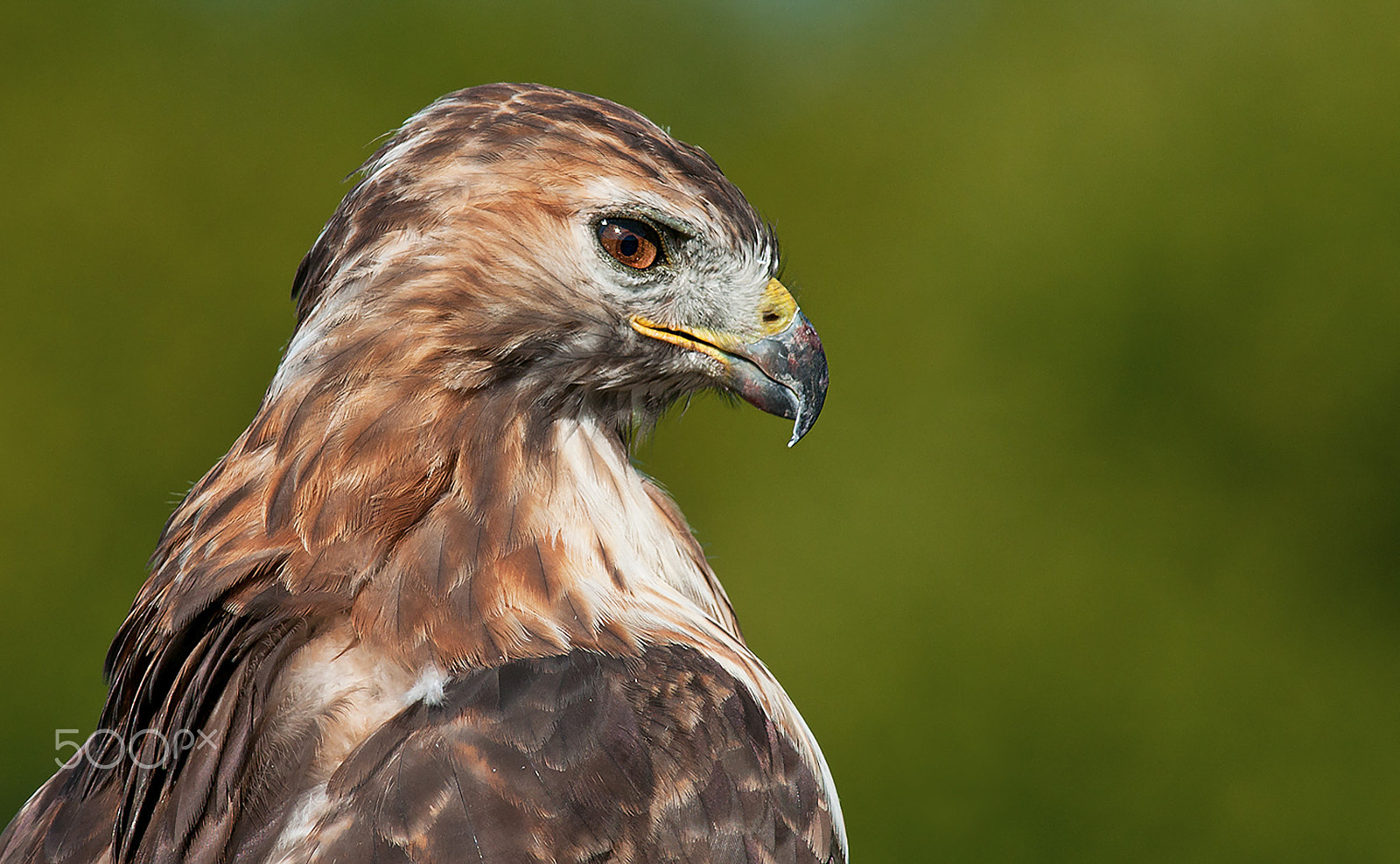 Nikon AF-S Nikkor 300mm F2.8G ED-IF VR sample photo. Red tailed hawk photography