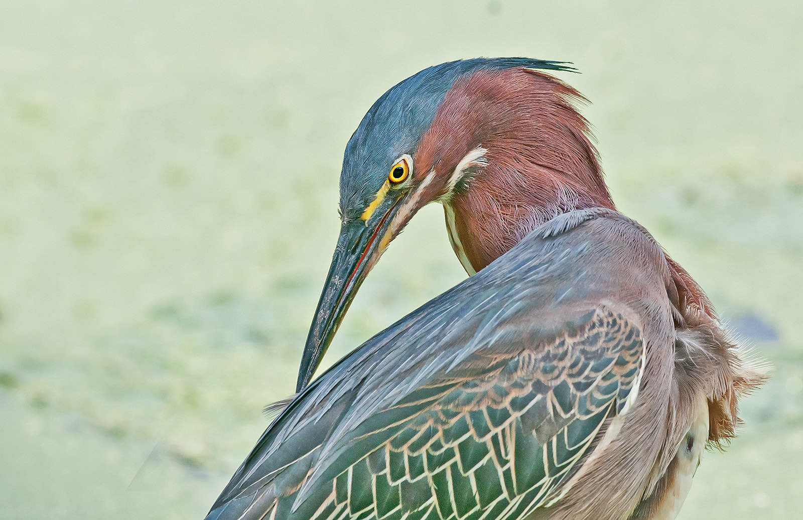 Nikon AF-S Nikkor 300mm F2.8G ED-IF VR sample photo. Green heron portrait photography