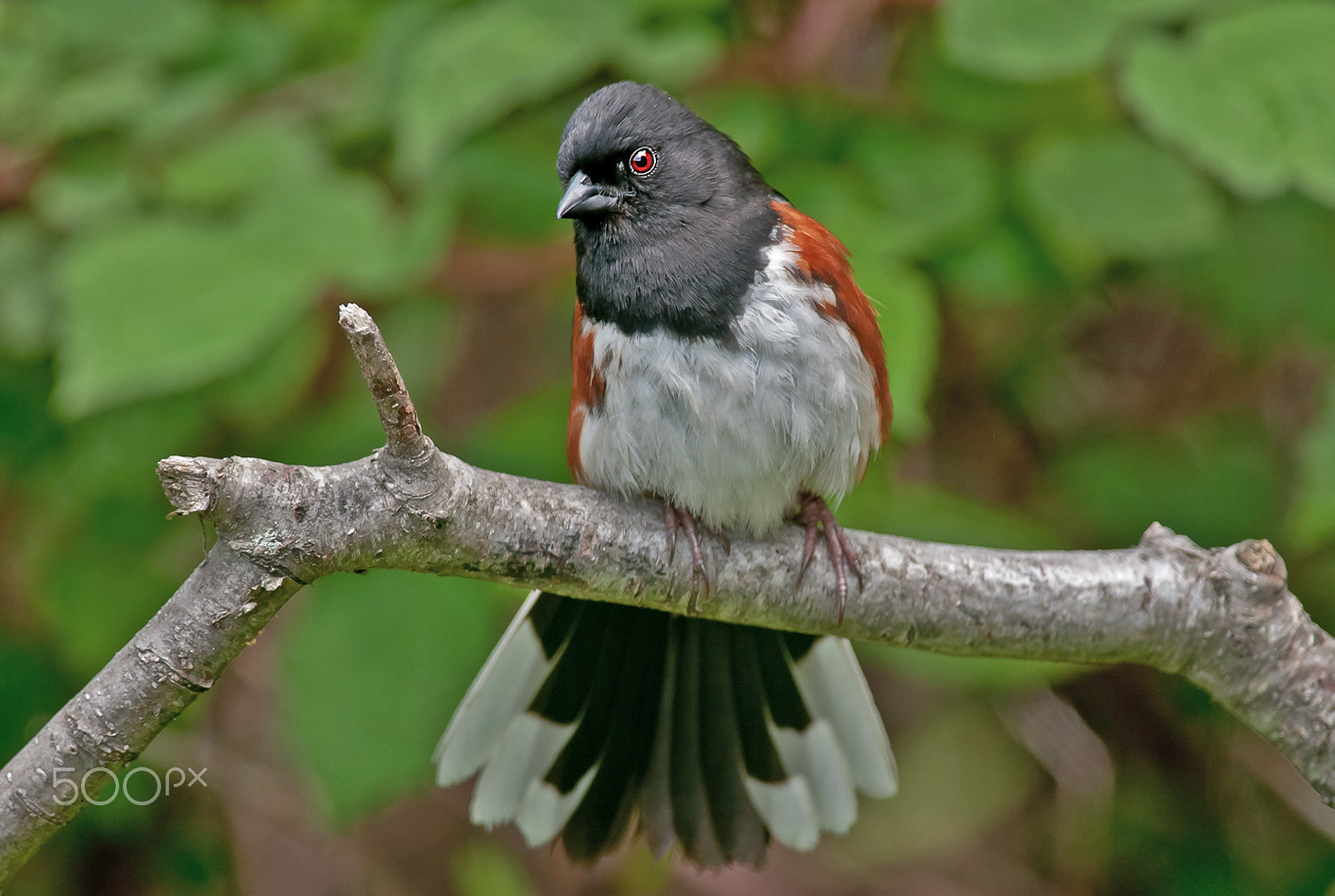 Nikon AF-S Nikkor 300mm F2.8G ED-IF VR sample photo. Eastern towhee photography