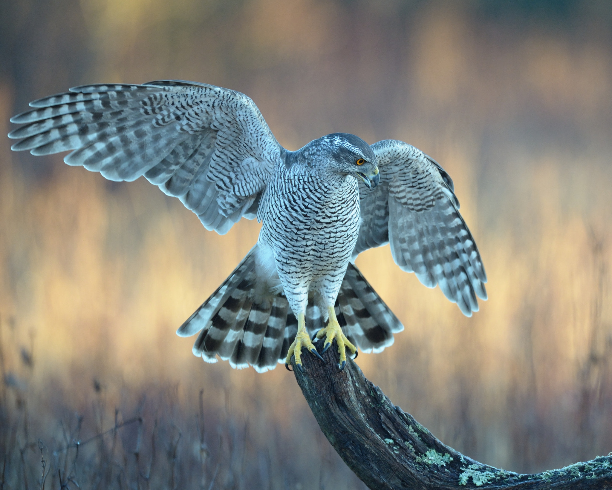 Nikon AF-S Nikkor 500mm F4D ED-IF II sample photo. Northern goshawk photography