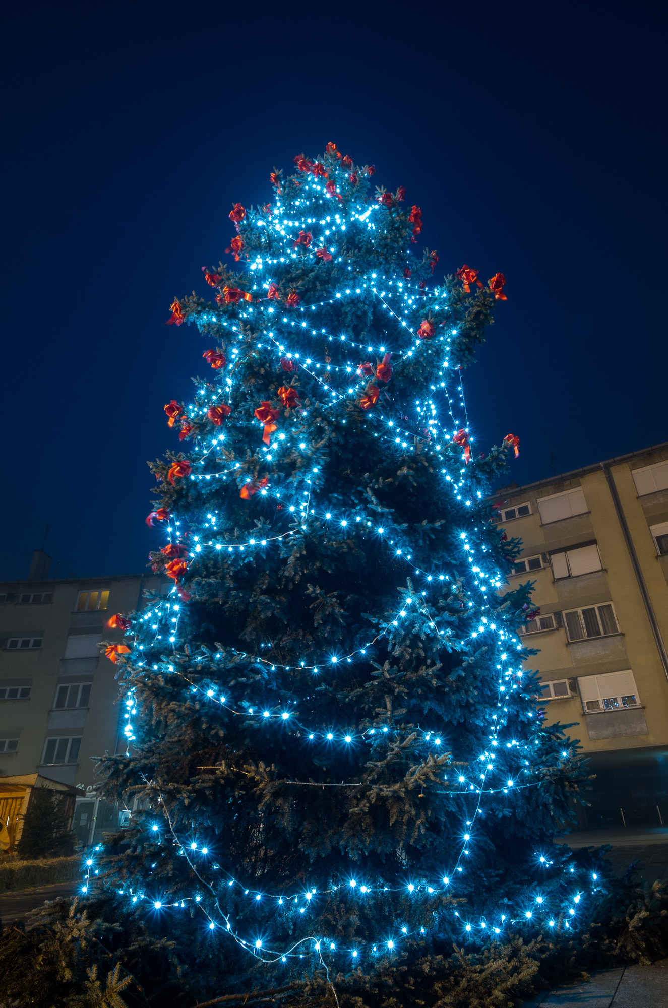 Pentax K-50 sample photo. Blue tree photography
