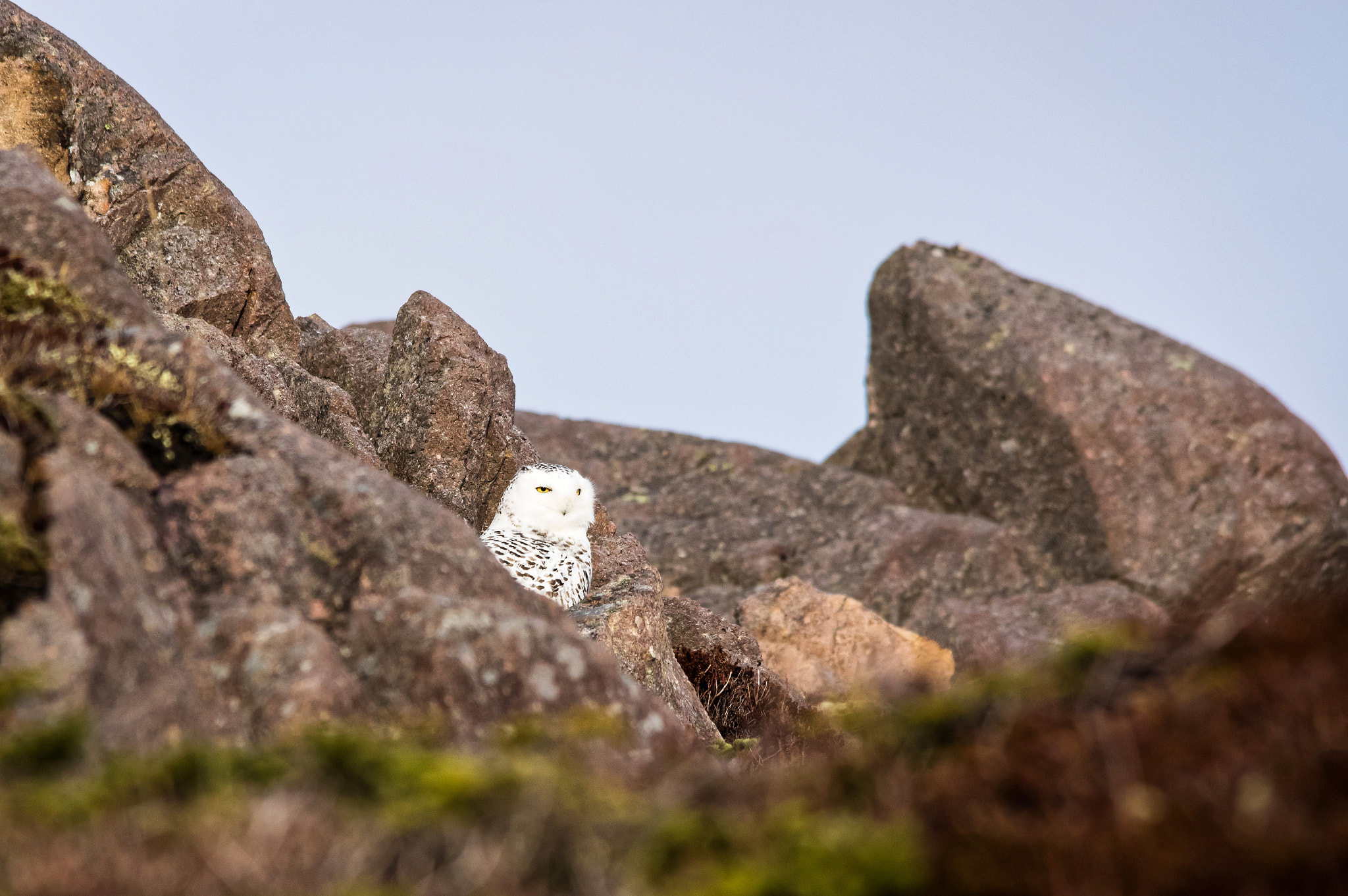 Sigma 150-500mm F5-6.3 DG OS HSM sample photo. Snowy owl photography