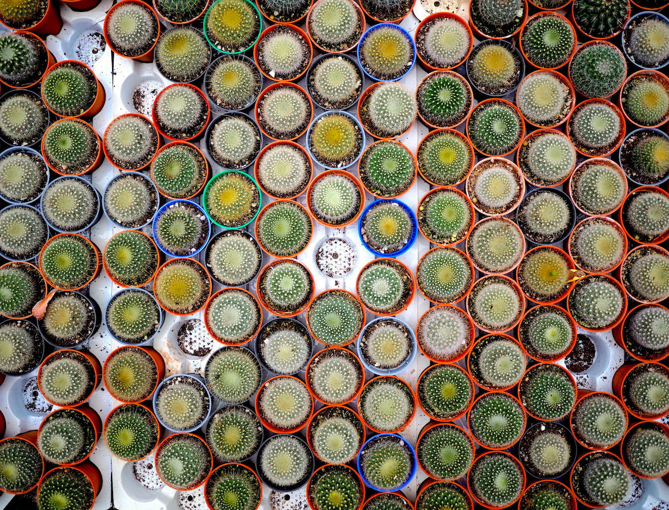 Olympus OM-D E-M10 + Panasonic Lumix G 14mm F2.5 ASPH sample photo. Cactus from bird eye view photography