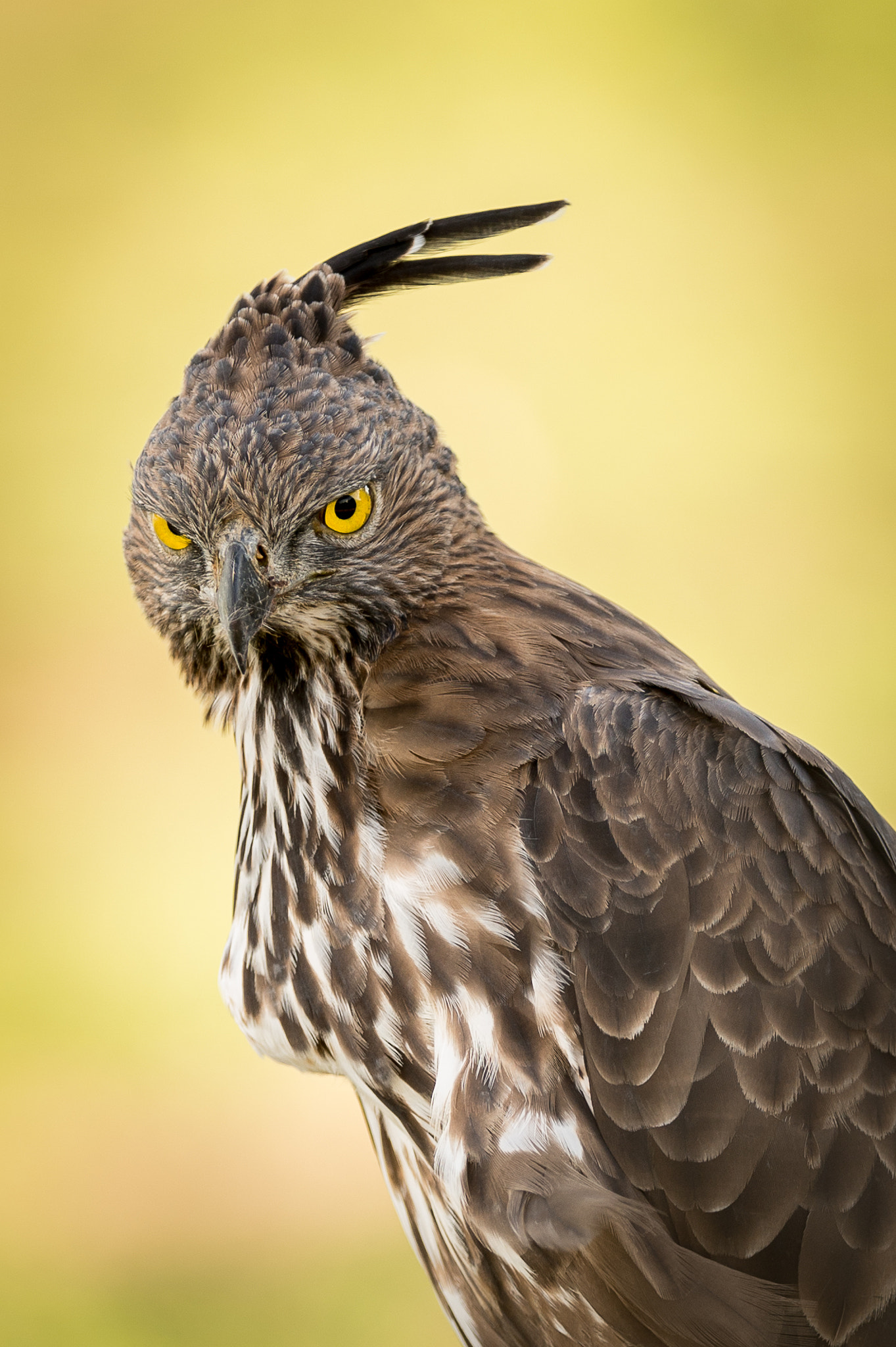 Nikon D4 sample photo. Changeable hawk-eagle photography