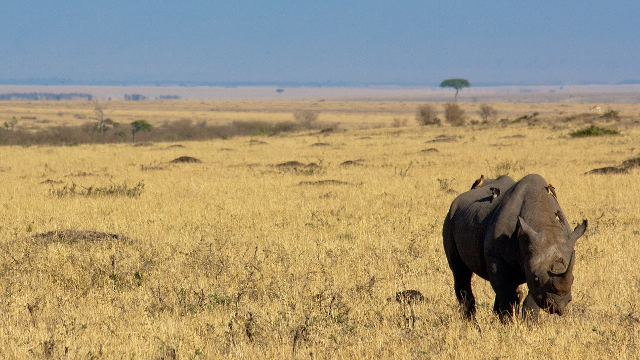 Canon EOS 1000D (EOS Digital Rebel XS / EOS Kiss F) sample photo. Rhino & friends photography