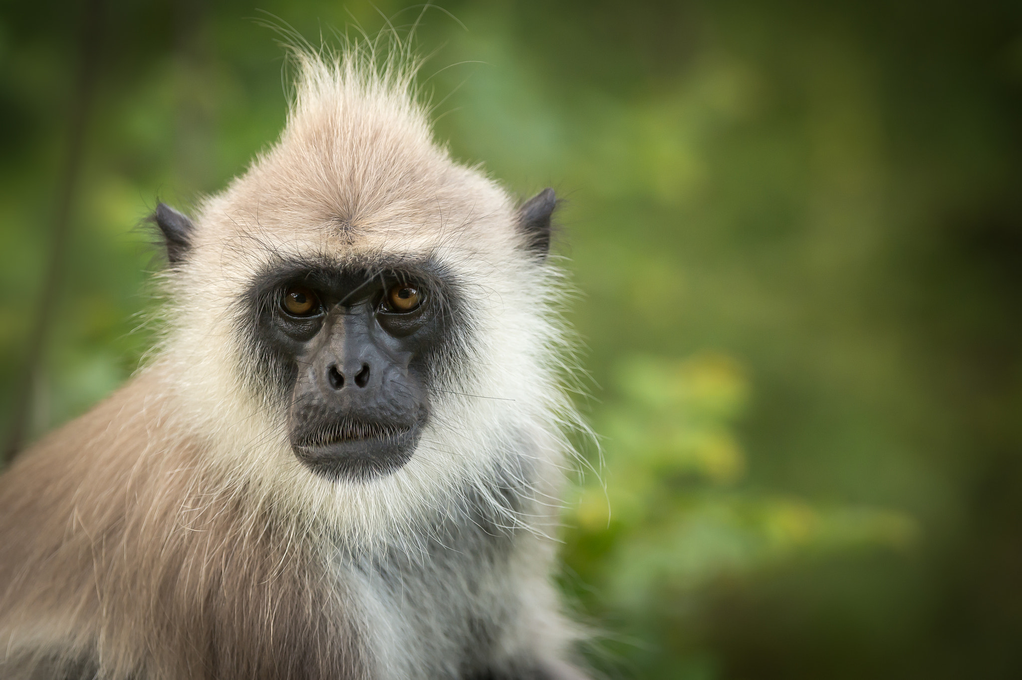 Nikon D4 sample photo. Tufted grey langur photography