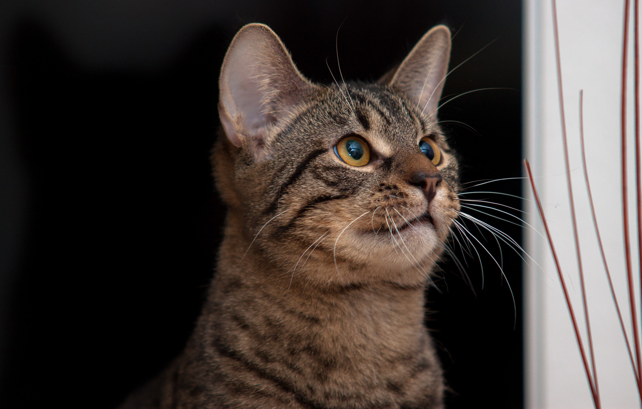 Sigma 70-200mm F2.8 EX DG OS HSM sample photo. Pablo the cat on the scout photography