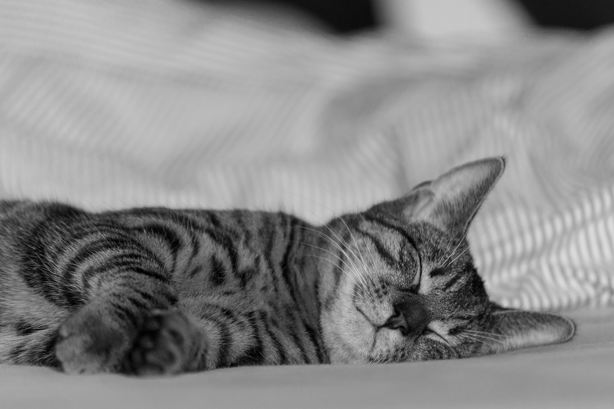 Sigma 70-200mm F2.8 EX DG OS HSM sample photo. Pablo the cat sleeping photography