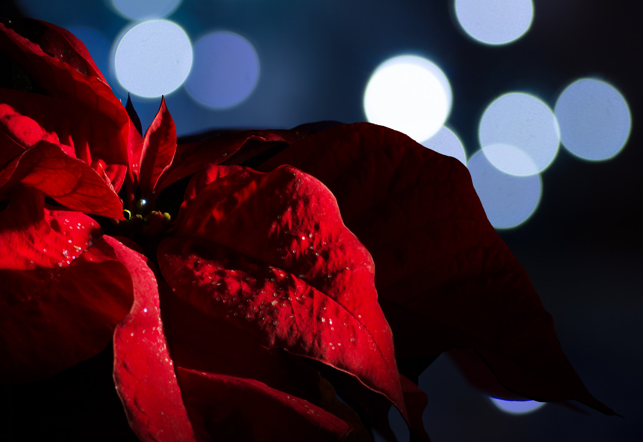 Tamron SP AF 90mm F2.8 Di Macro sample photo. Seasonal celebration photography