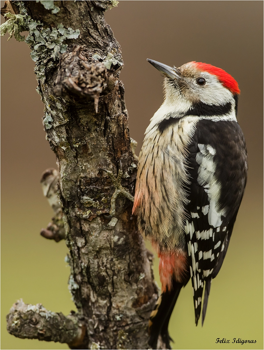 Canon EOS 5DS R + Canon EF 500mm F4L IS USM sample photo. Postura habitual photography