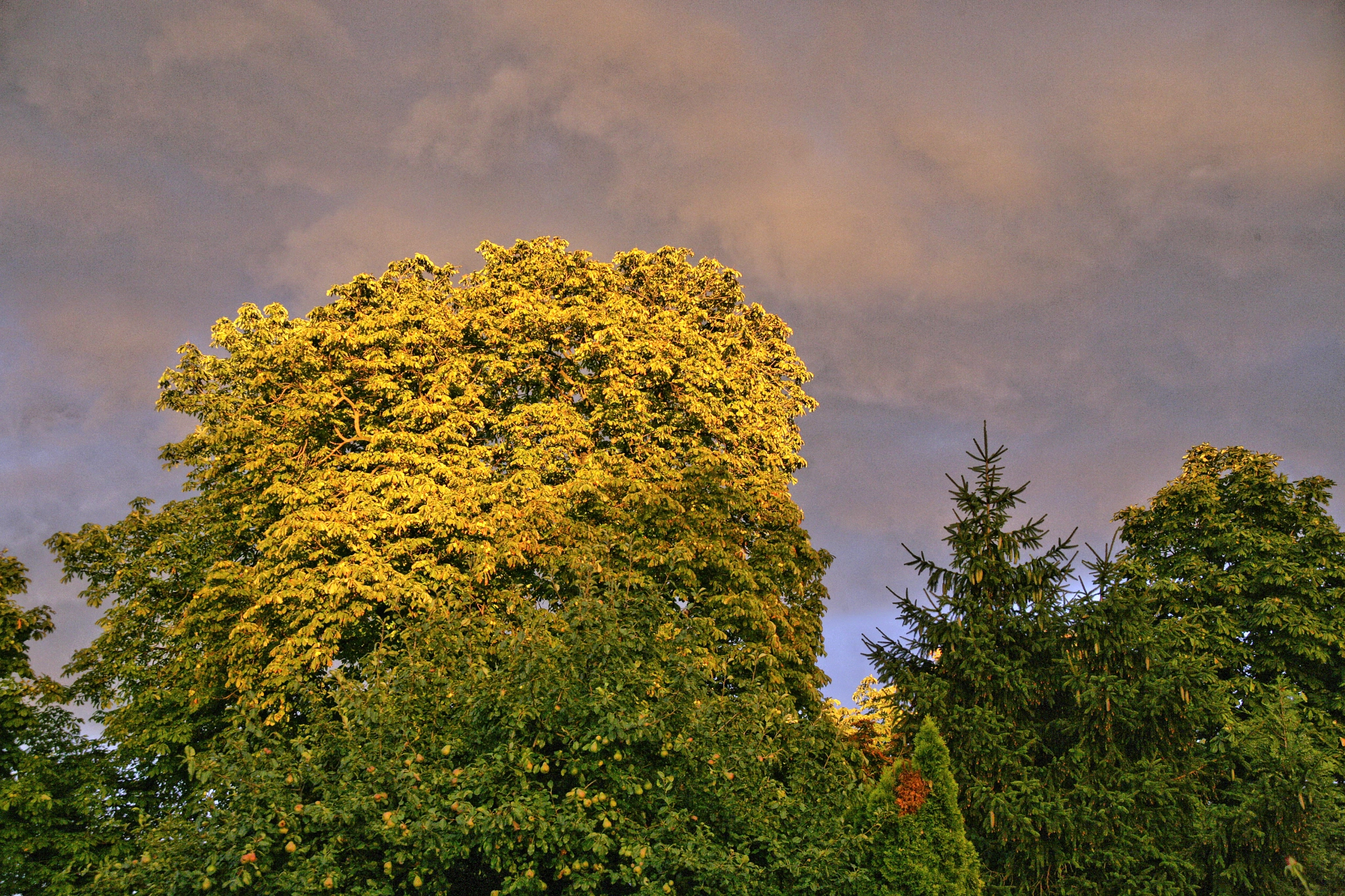 Canon EOS-1Ds Mark II sample photo. Baum photography