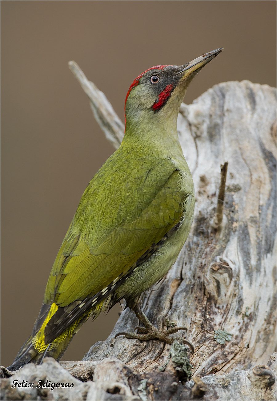 Canon EOS 5DS R + Canon EF 500mm F4L IS USM sample photo. Pito real photography
