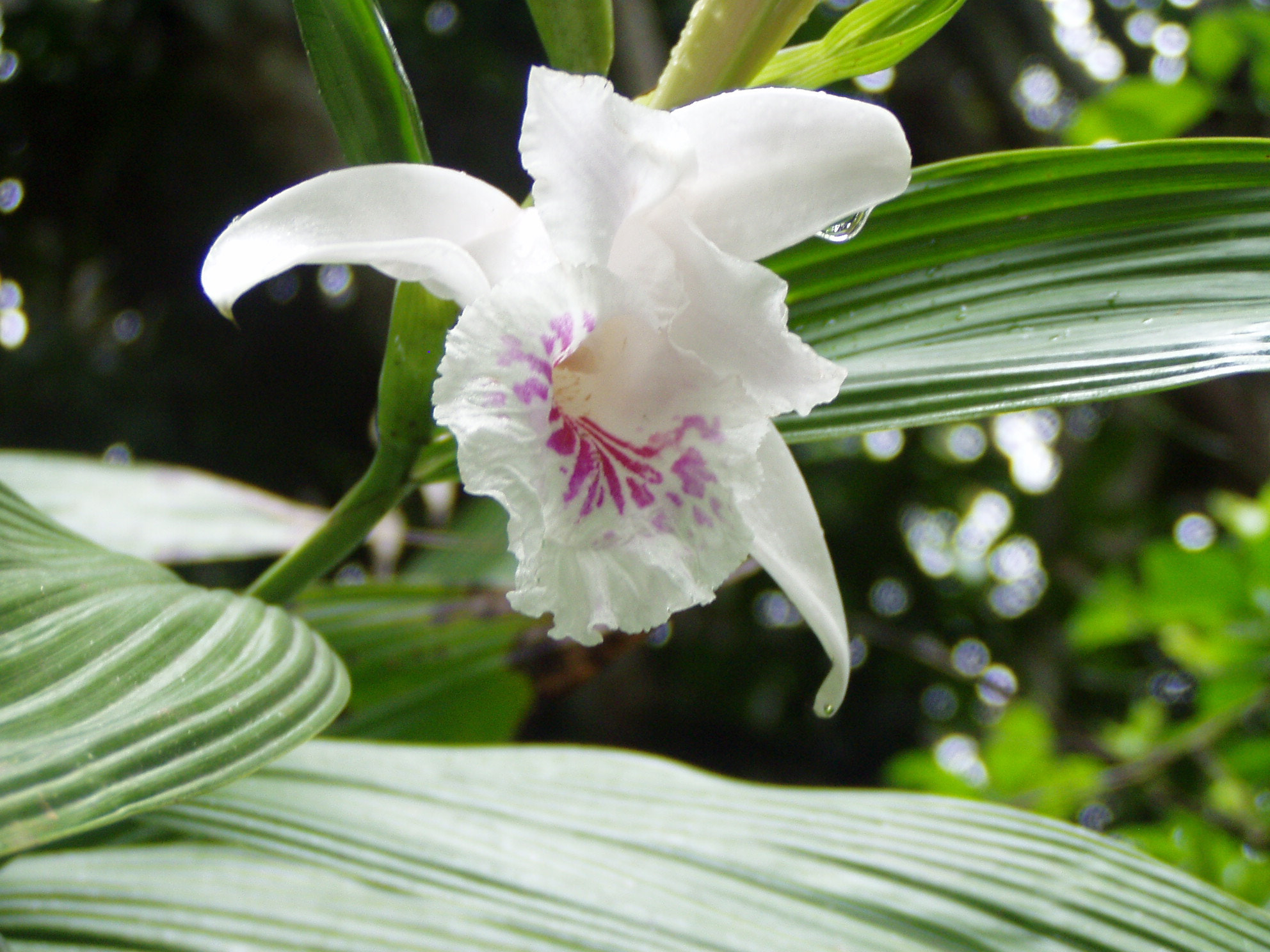 Olympus C725UZ sample photo. Nice flower photography