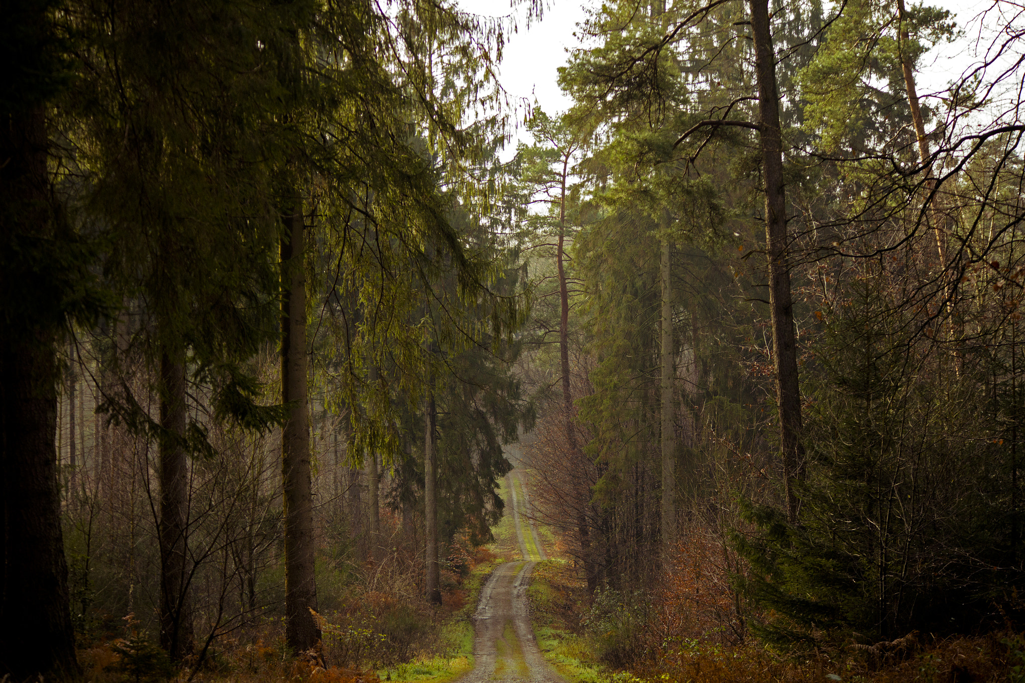 Canon EOS M sample photo. Waldweg photography