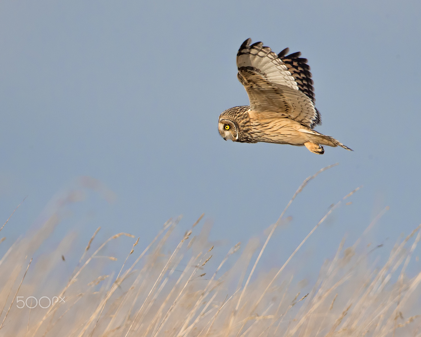 Canon EF 500mm F4L IS USM sample photo. Short eared owl , quarters the meadow for voles. photography