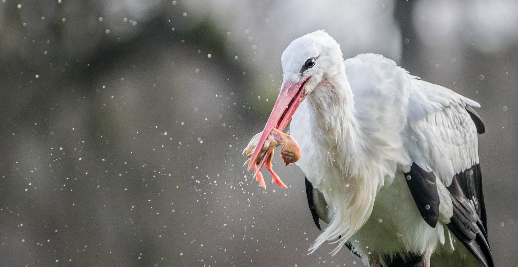 AF-S Zoom-Nikkor 80-200mm f/2.8D IF-ED sample photo. The stork and the chicken... photography