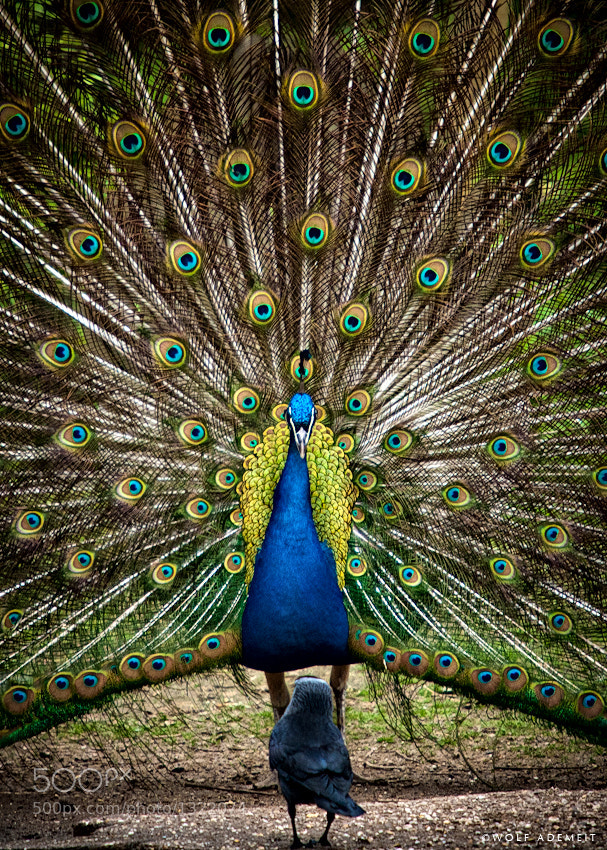 5 peacock