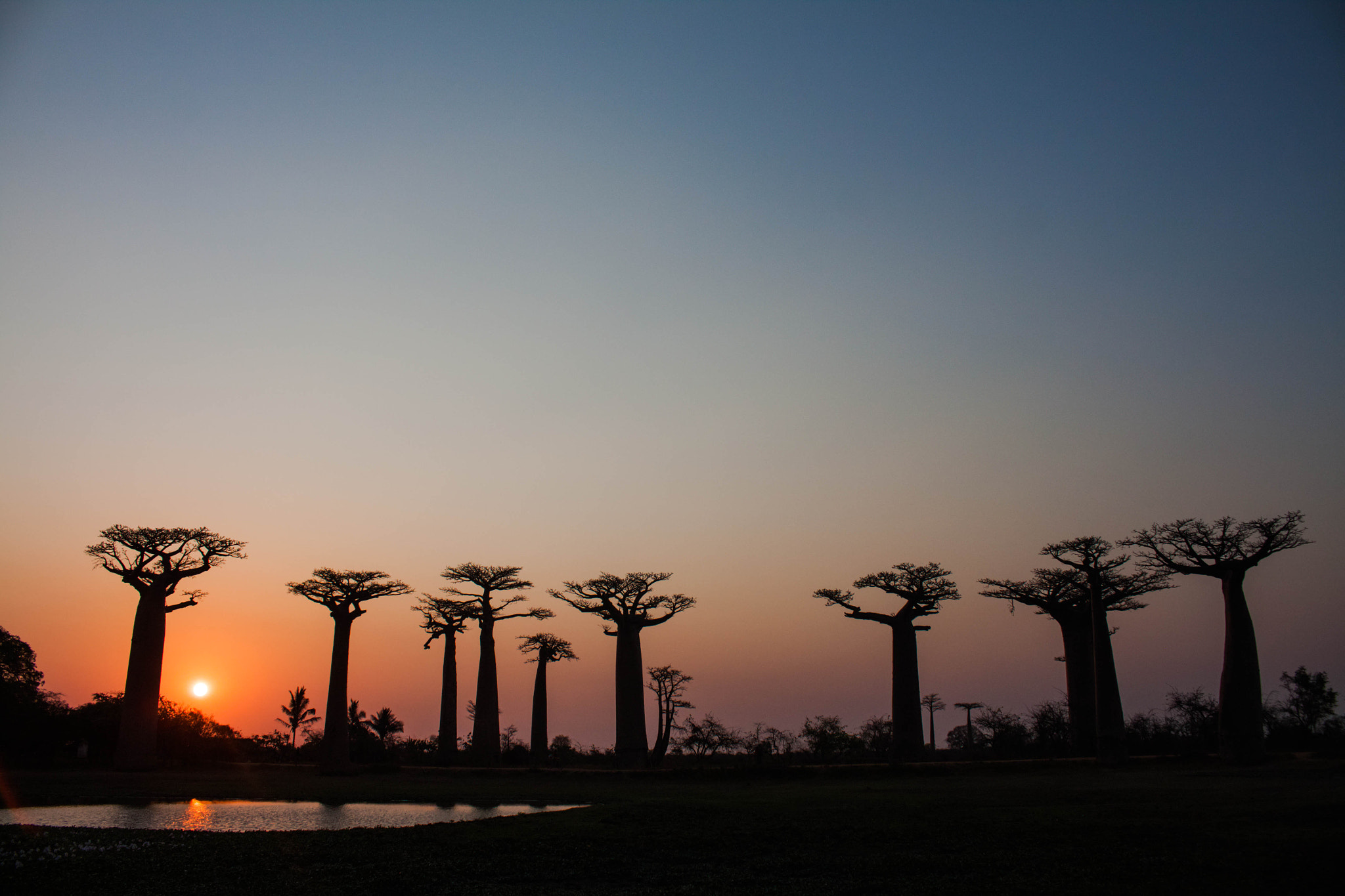 Canon EOS 500D (EOS Rebel T1i / EOS Kiss X3) + Canon EF-S 18-55mm F3.5-5.6 IS STM sample photo. Baobabs&sunset photography