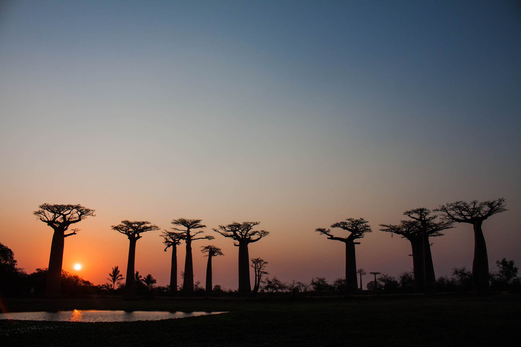 Canon EOS 500D (EOS Rebel T1i / EOS Kiss X3) sample photo. Baobabs&sunset photography