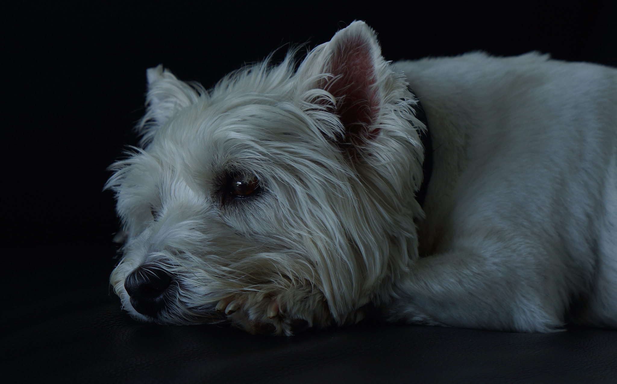 Sony Alpha NEX-7 + Sony Vario Tessar T* FE 24-70mm F4 ZA OSS sample photo. Scottdog photography