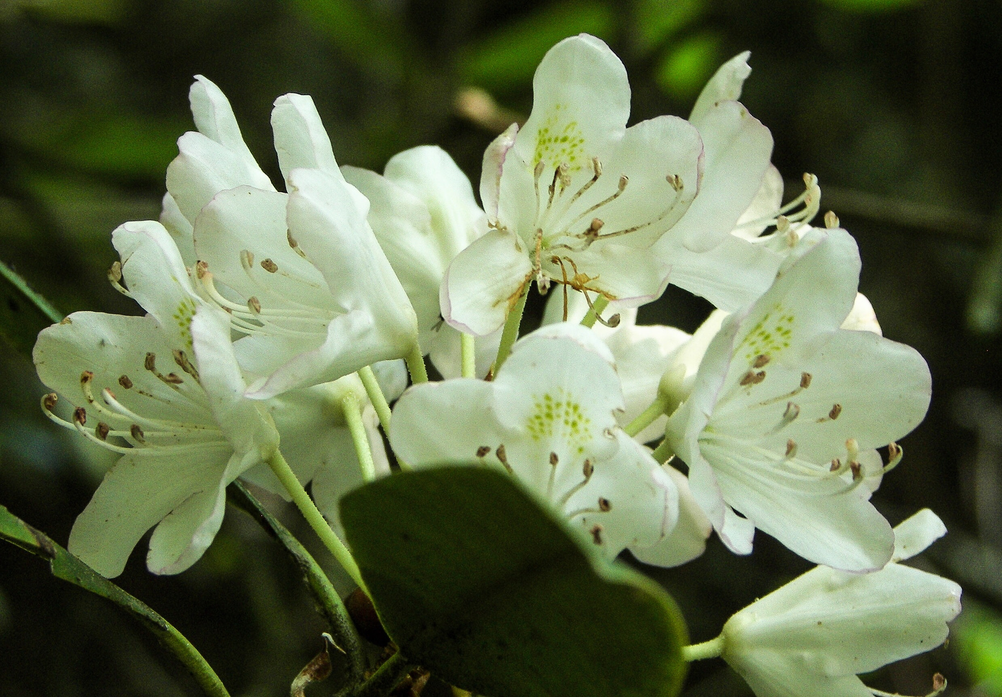Kodak P850 ZOOM DIGITAL CAMERA sample photo. White flowers in georgia photography