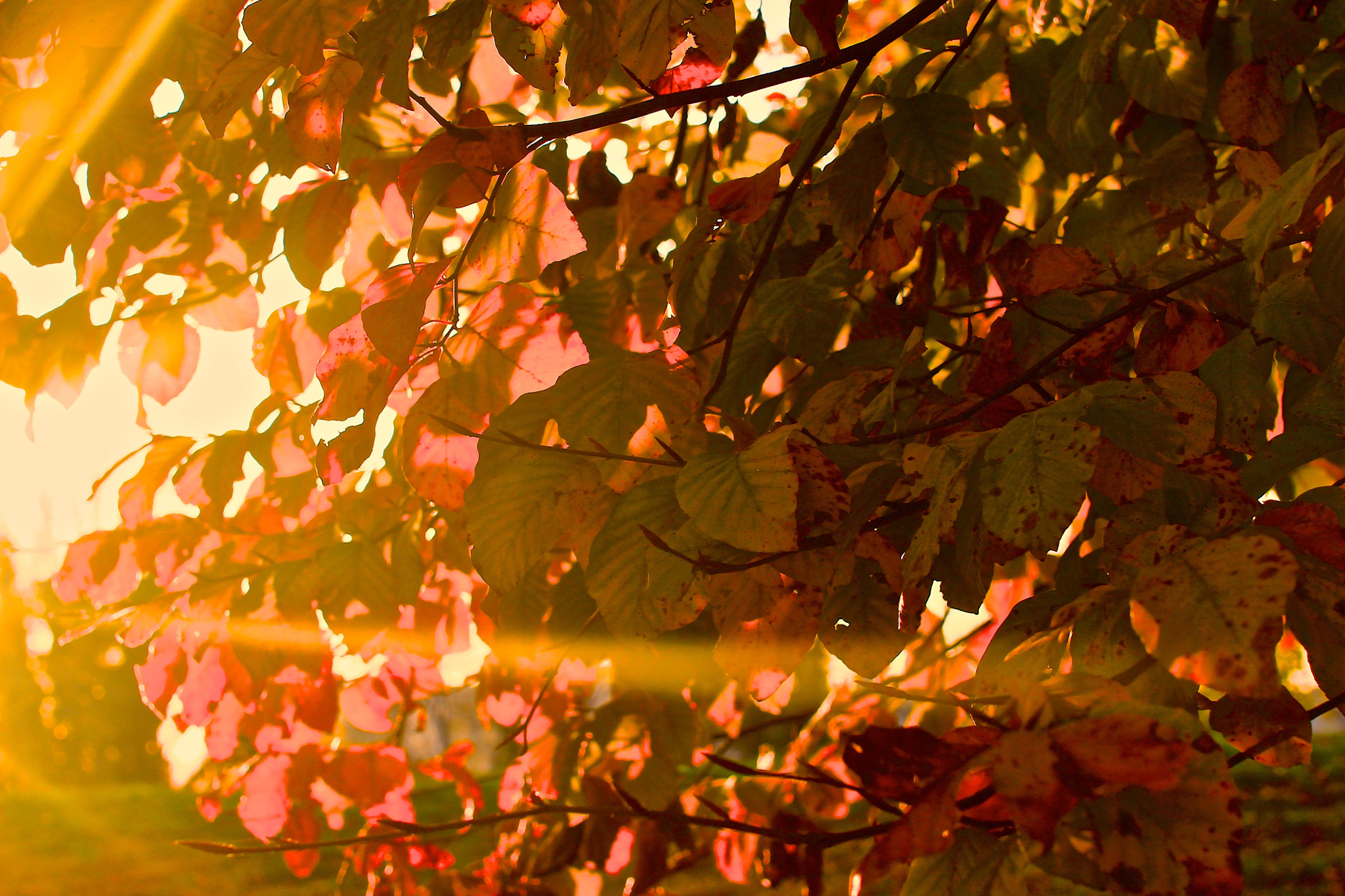 Sigma 50mm F1.4 EX DG HSM sample photo. That's fall photography