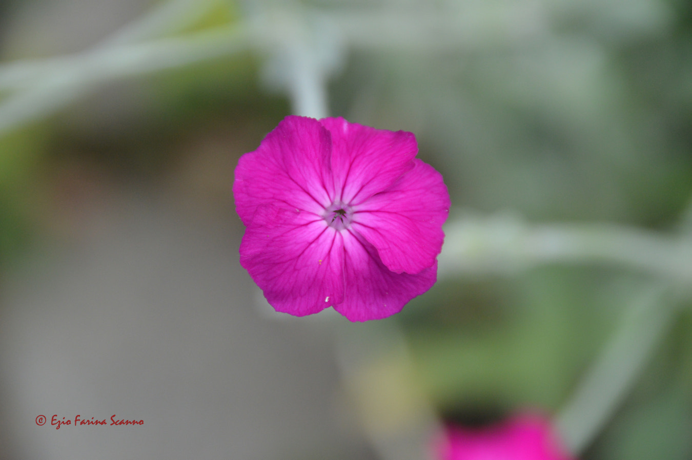 Nikon D3200 + Nikon AF-S Nikkor 300mm F4D ED-IF sample photo. Bel colore photography
