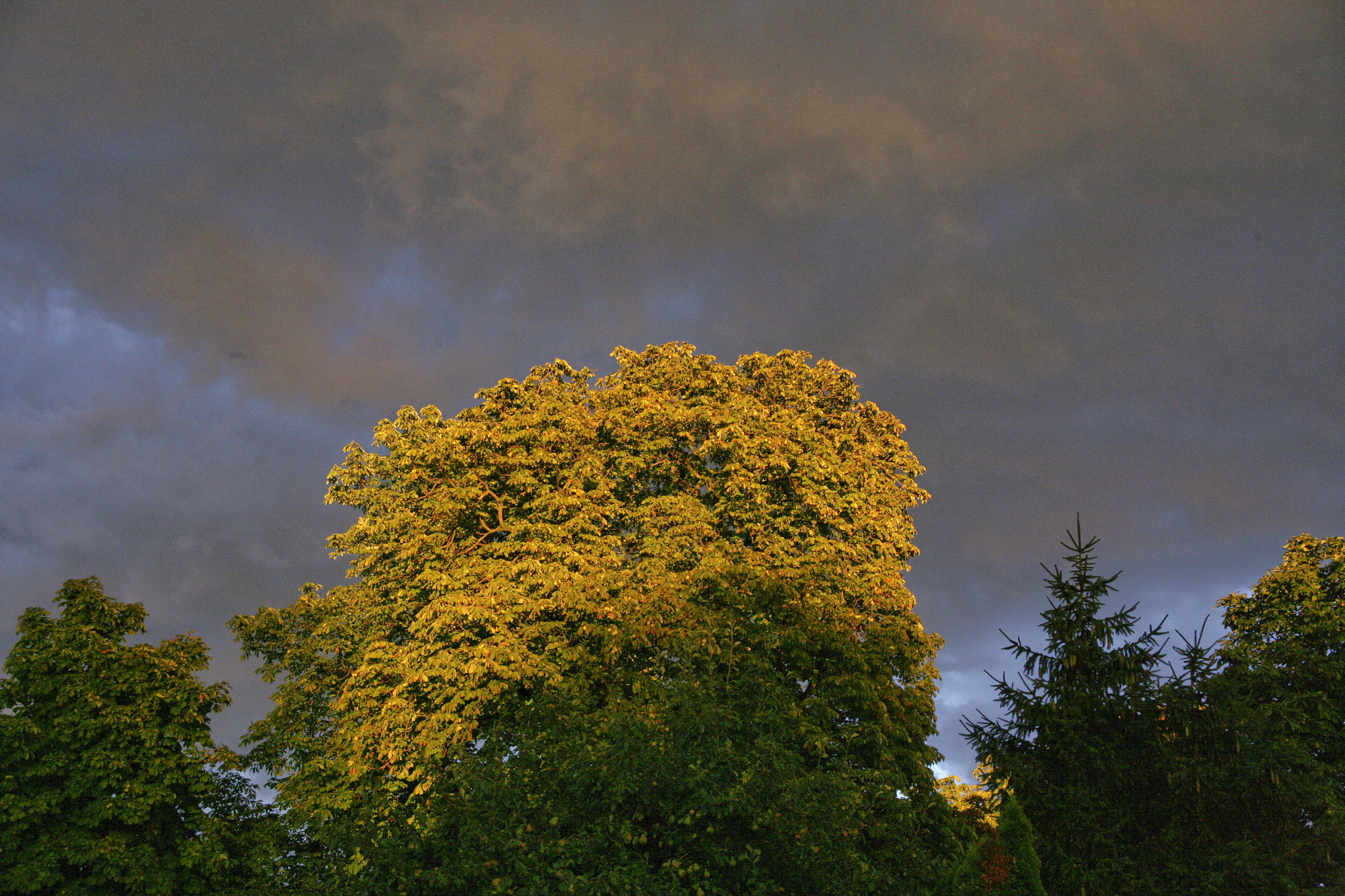 Canon EOS-1Ds Mark II sample photo. Baum photography