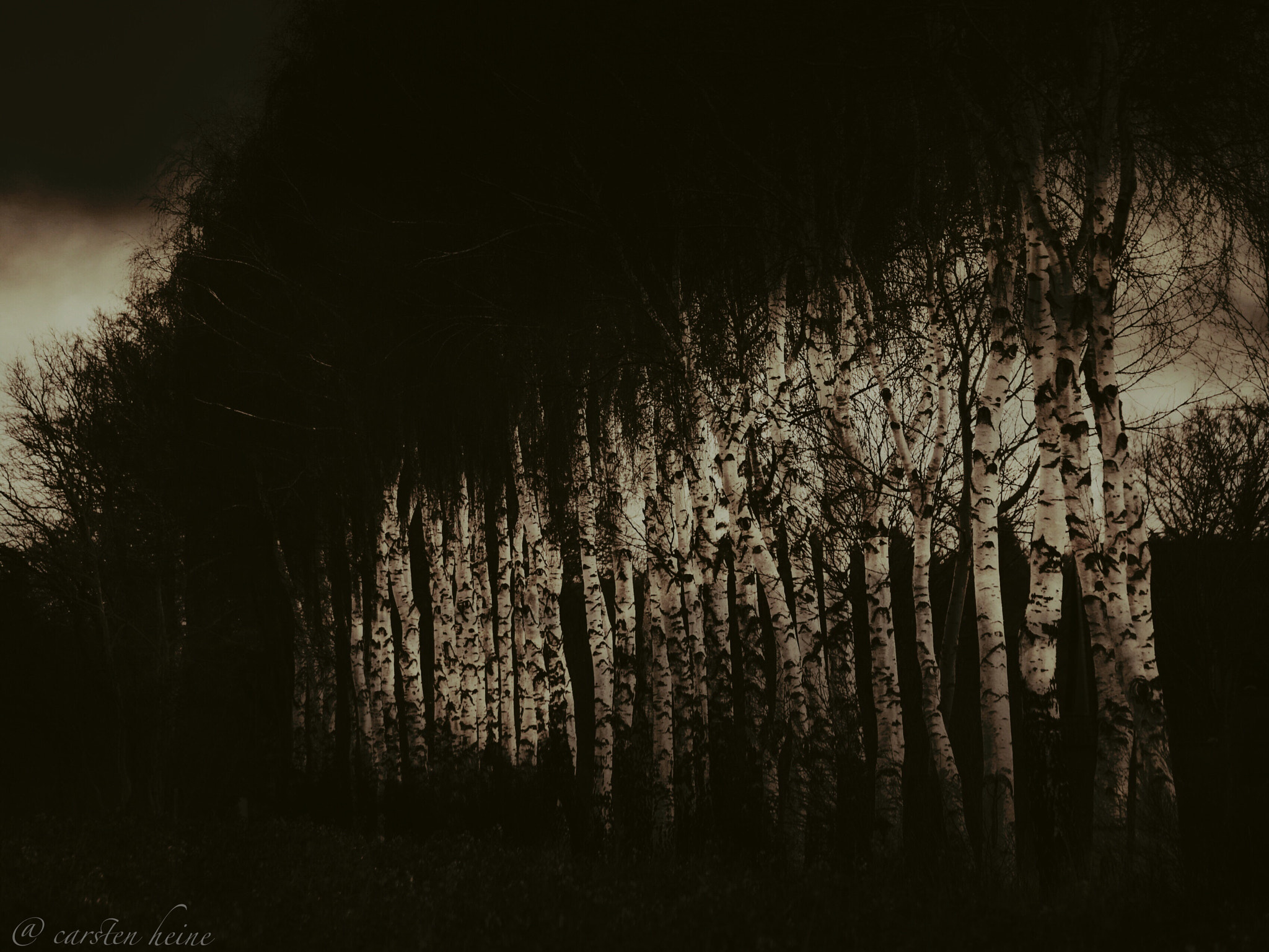 Panasonic Lumix DMC-GX7 sample photo. ...birch alley.... photography