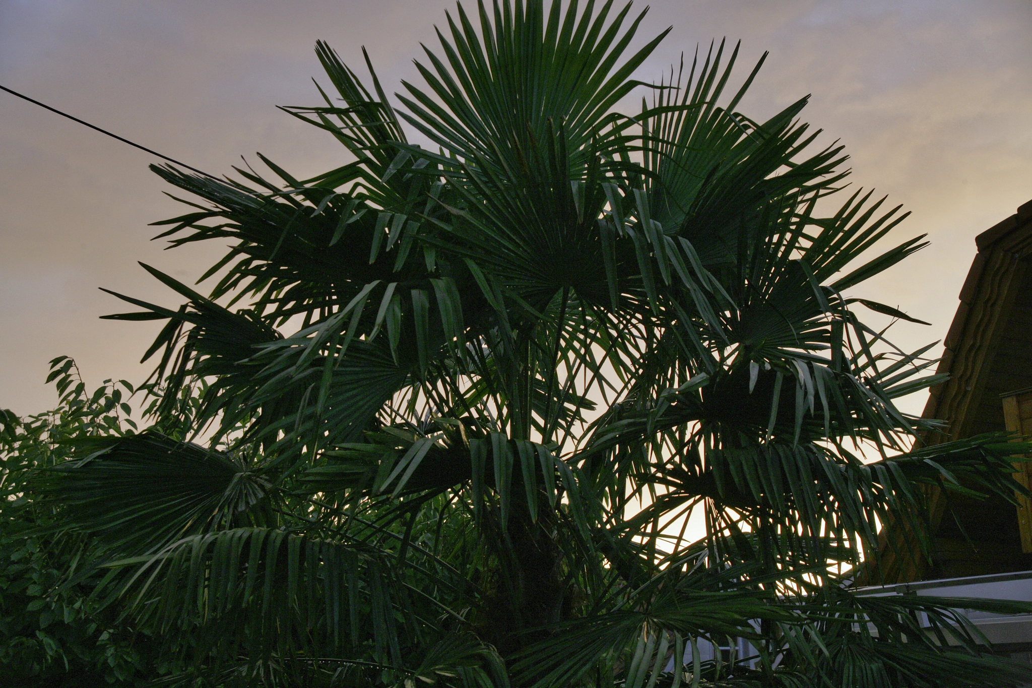 Canon EOS-1Ds Mark II sample photo. Palme photography