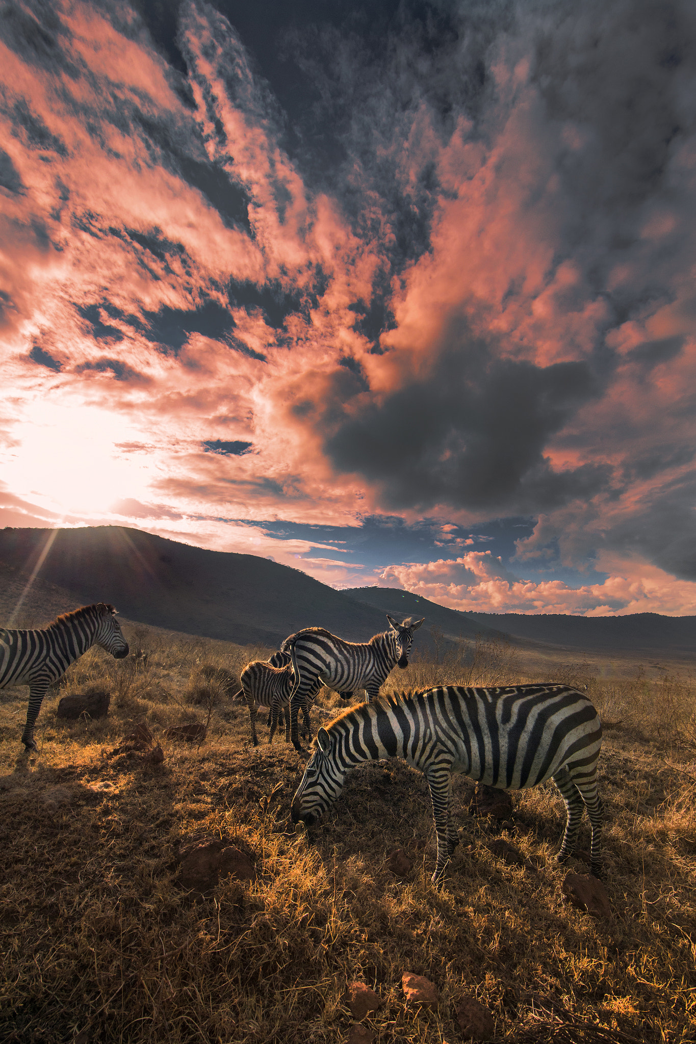 Canon EF 14mm F2.8L II USM sample photo. Zebras dawn photography