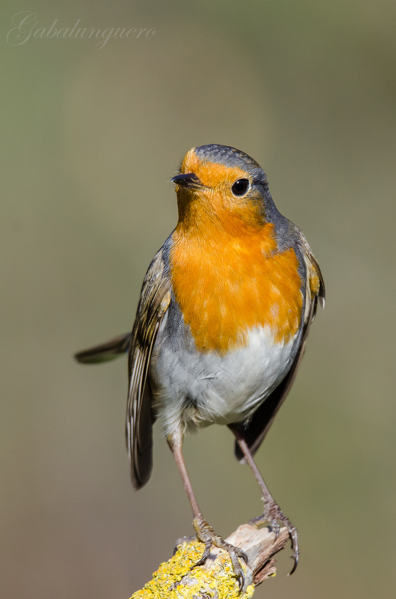 Sigma 150-600mm F5-6.3 DG OS HSM | S sample photo. Petirrojo europeo (erithacus rubecula) photography