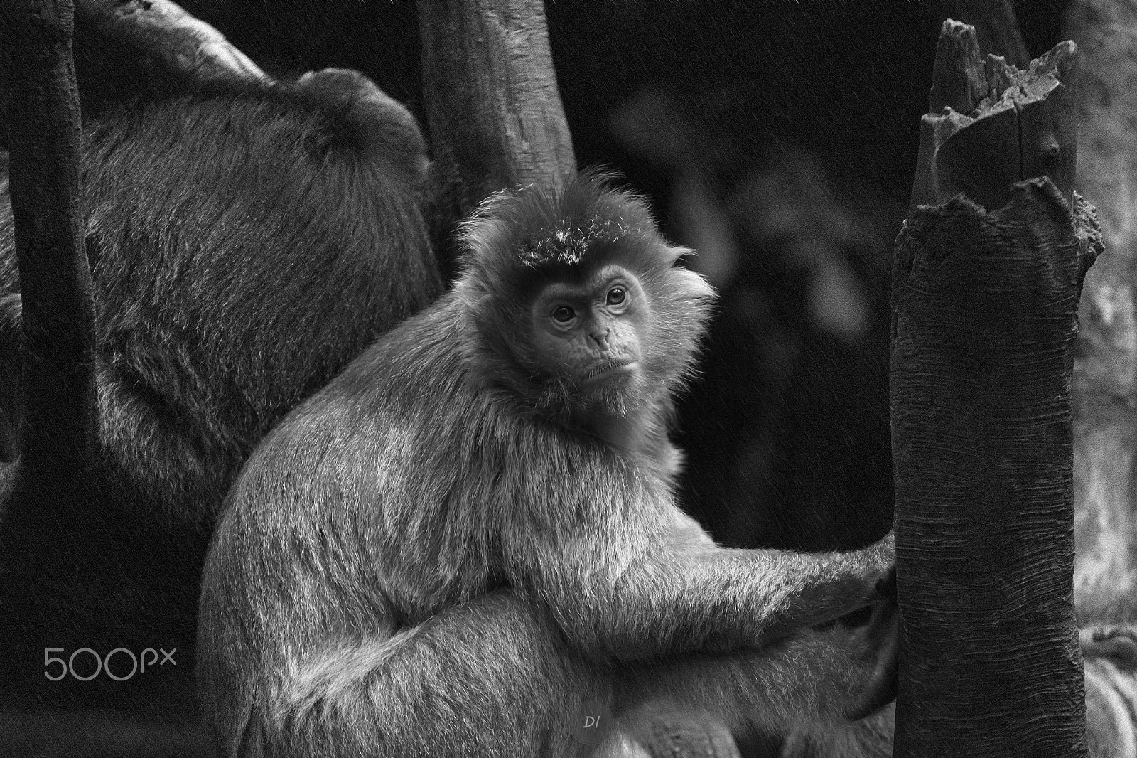 Canon EOS 500D (EOS Rebel T1i / EOS Kiss X3) + Canon EF 70-200mm F4L USM sample photo. Little monkey photography