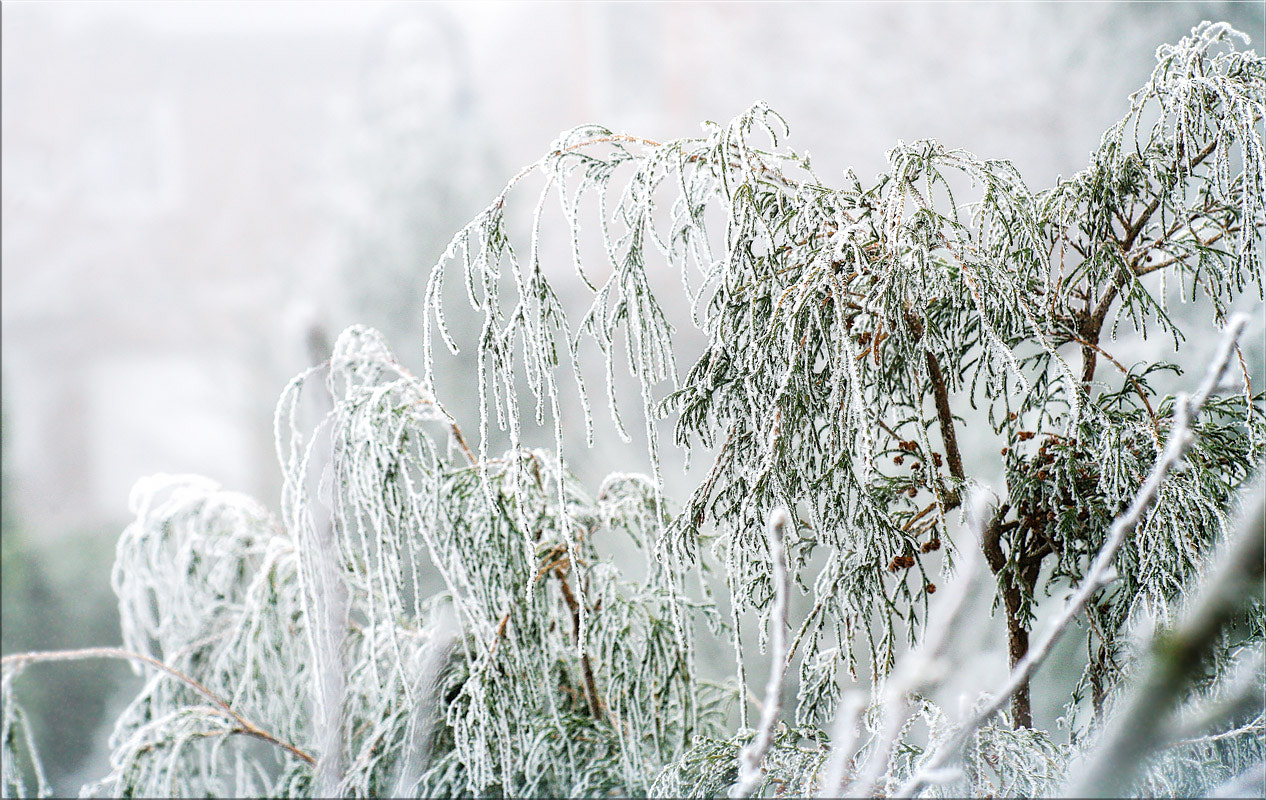 Canon EOS 5D + Canon EF 100mm F2.8 Macro USM sample photo. Schnee ... photography