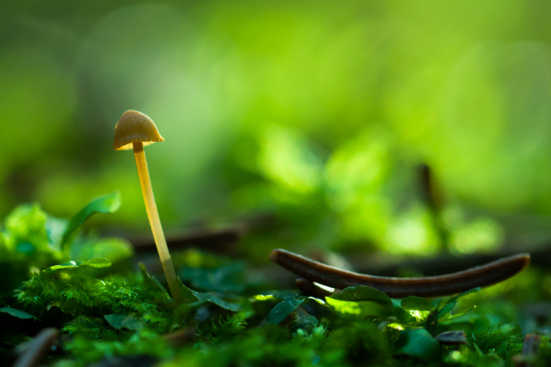 Nikon D200 sample photo. Alone in green photography