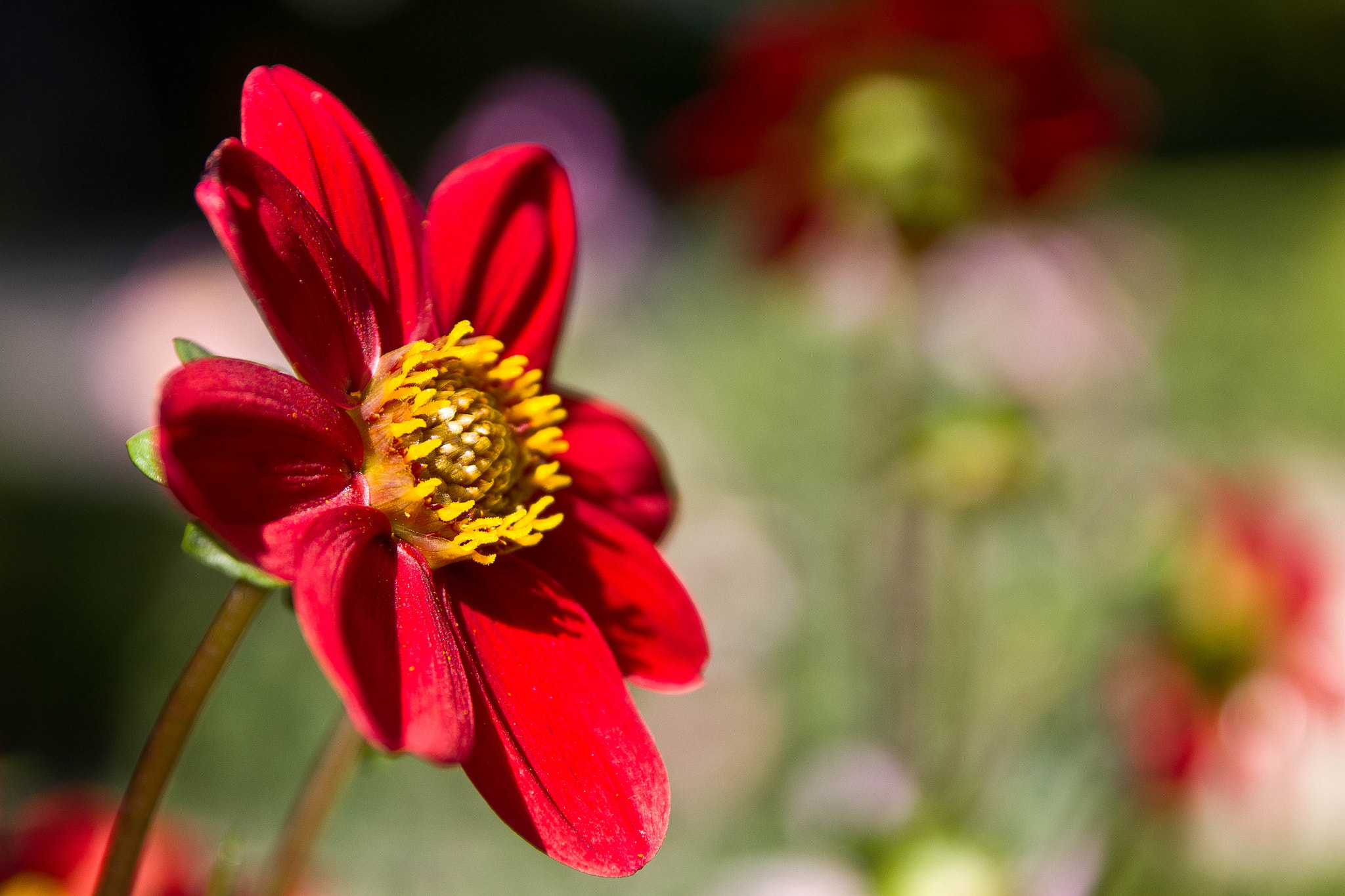 Sigma 17-70mm F2.8-4 DC Macro OS HSM sample photo. Red flower photography