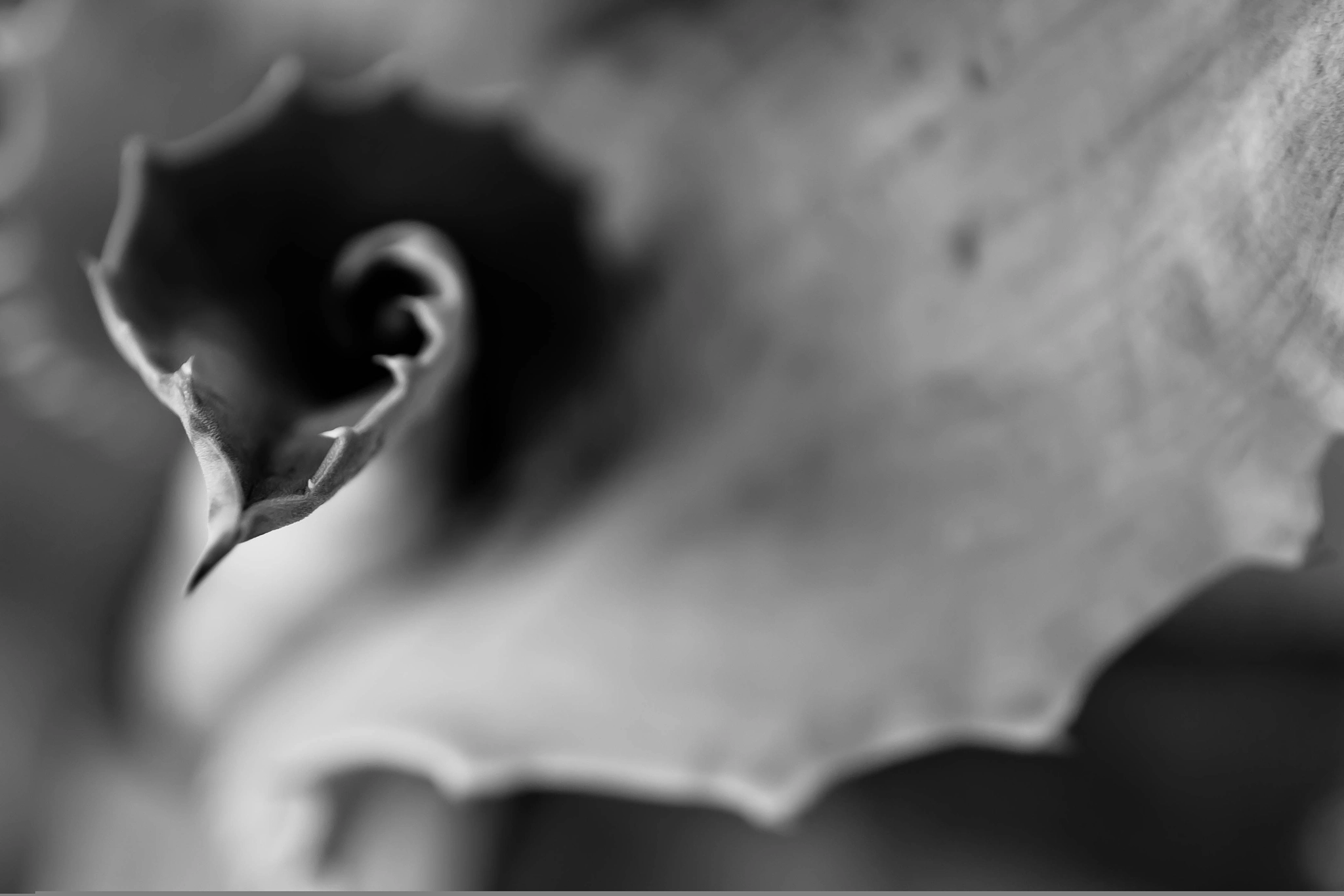 Sigma 17-70mm F2.8-4 DC Macro OS HSM sample photo. Dark spiral photography