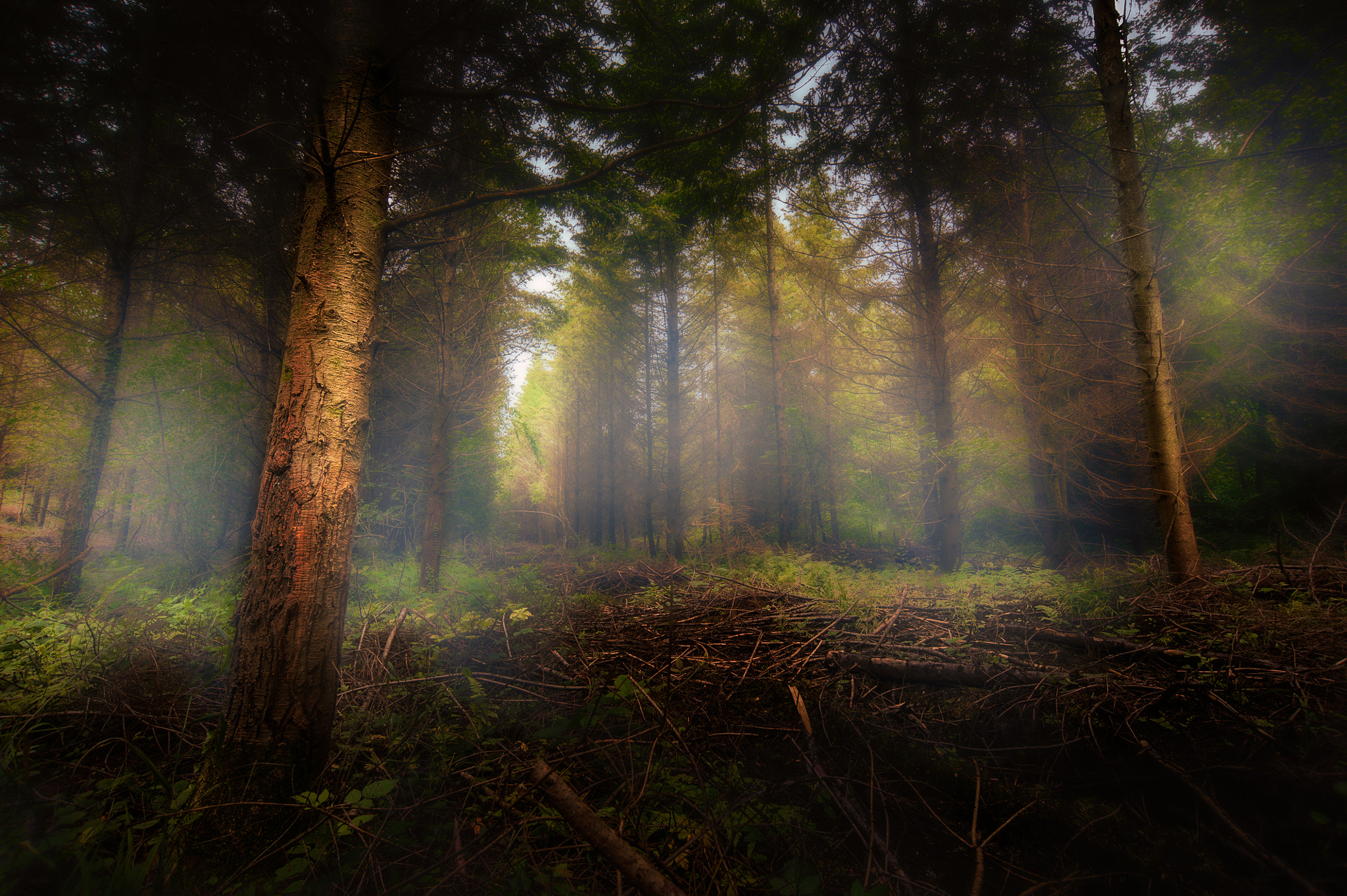 Nikon D3 sample photo. Foret photography